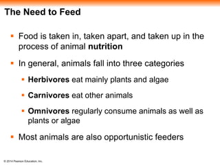 © 2014 Pearson Education, Inc.
The Need to Feed
 Food is taken in, taken apart, and taken up in the
process of animal nutrition
 In general, animals fall into three categories
 Herbivores eat mainly plants and algae
 Carnivores eat other animals
 Omnivores regularly consume animals as well as
plants or algae
 Most animals are also opportunistic feeders
 