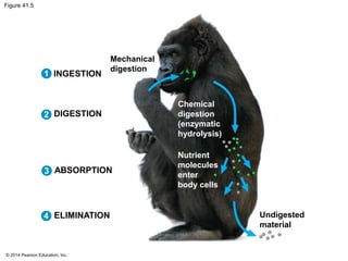 © 2014 Pearson Education, Inc.
Figure 41.5
Mechanical
digestion
Chemical
digestion
(enzymatic
hydrolysis)
Nutrient
molecules
enter
body cells
Undigested
material
INGESTION
DIGESTION
ABSORPTION
ELIMINATION
1
2
3
4
 