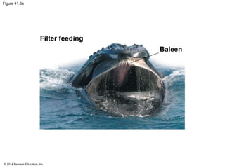 © 2014 Pearson Education, Inc.
Figure 41.6a
Filter feeding
Baleen
 