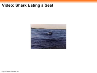© 2014 Pearson Education, Inc.
Video: Shark Eating a Seal
 