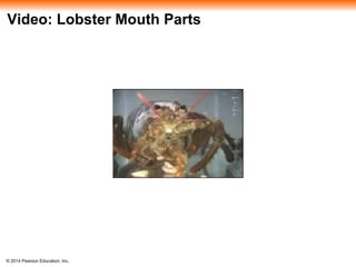 © 2014 Pearson Education, Inc.
Video: Lobster Mouth Parts
 