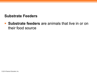 © 2014 Pearson Education, Inc.
Substrate Feeders
 Substrate feeders are animals that live in or on
their food source
 