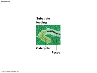 © 2014 Pearson Education, Inc.
Figure 41.6b
Substrate
feeding
Caterpillar
Feces
 