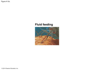 © 2014 Pearson Education, Inc.
Figure 41.6c
Fluid feeding
 