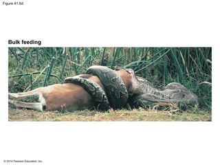 © 2014 Pearson Education, Inc.
Figure 41.6d
Bulk feeding
 