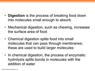 © 2014 Pearson Education, Inc.
 Digestion is the process of breaking food down
into molecules small enough to absorb
 Mechanical digestion, such as chewing, increases
the surface area of food
 Chemical digestion splits food into small
molecules that can pass through membranes;
these are used to build larger molecules
 In chemical digestion, the process of enzymatic
hydrolysis splits bonds in molecules with the
addition of water
 