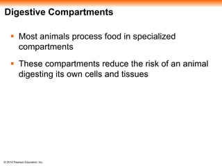 © 2014 Pearson Education, Inc.
Digestive Compartments
 Most animals process food in specialized
compartments
 These compartments reduce the risk of an animal
digesting its own cells and tissues
 