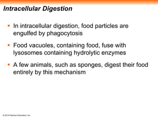 © 2014 Pearson Education, Inc.
Intracellular Digestion
 In intracellular digestion, food particles are
engulfed by phagocytosis
 Food vacuoles, containing food, fuse with
lysosomes containing hydrolytic enzymes
 A few animals, such as sponges, digest their food
entirely by this mechanism
 