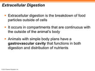 © 2014 Pearson Education, Inc.
Extracellular Digestion
 Extracellular digestion is the breakdown of food
particles outside of cells
 It occurs in compartments that are continuous with
the outside of the animal’s body
 Animals with simple body plans have a
gastrovascular cavity that functions in both
digestion and distribution of nutrients
 