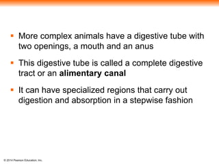 © 2014 Pearson Education, Inc.
 More complex animals have a digestive tube with
two openings, a mouth and an anus
 This digestive tube is called a complete digestive
tract or an alimentary canal
 It can have specialized regions that carry out
digestion and absorption in a stepwise fashion
 