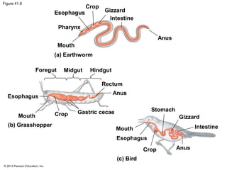 © 2014 Pearson Education, Inc.
Figure 41.8
Esophagus
Esophagus
Esophagus
Crop
Crop
Crop
Gizzard
Gizzard
Intestine
Intestine
Anus
Anus
Anus
Mouth
Mouth
Mouth
Stomach
Foregut Midgut Hindgut
Rectum
Gastric cecae
(a) Earthworm
(b) Grasshopper
(c) Bird
Pharynx
 