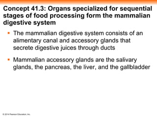 © 2014 Pearson Education, Inc.
Concept 41.3: Organs specialized for sequential
stages of food processing form the mammalian
digestive system
 The mammalian digestive system consists of an
alimentary canal and accessory glands that
secrete digestive juices through ducts
 Mammalian accessory glands are the salivary
glands, the pancreas, the liver, and the gallbladder
 