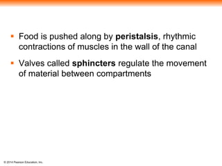 © 2014 Pearson Education, Inc.
 Food is pushed along by peristalsis, rhythmic
contractions of muscles in the wall of the canal
 Valves called sphincters regulate the movement
of material between compartments
 
