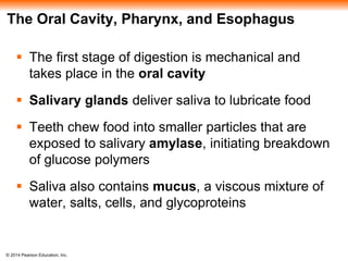 © 2014 Pearson Education, Inc.
The Oral Cavity, Pharynx, and Esophagus
 The first stage of digestion is mechanical and
takes place in the oral cavity
 Salivary glands deliver saliva to lubricate food
 Teeth chew food into smaller particles that are
exposed to salivary amylase, initiating breakdown
of glucose polymers
 Saliva also contains mucus, a viscous mixture of
water, salts, cells, and glycoproteins
 