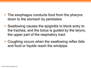 © 2014 Pearson Education, Inc.
 The esophagus conducts food from the pharynx
down to the stomach by peristalsis
 Swallowing causes the epiglottis to block entry to
the trachea, and the bolus is guided by the larynx,
the upper part of the respiratory tract
 Coughing occurs when the swallowing reflex fails
and food or liquids reach the windpipe
 