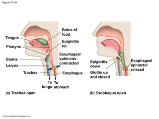 © 2014 Pearson Education, Inc.
Figure 41.10
Tongue
Pharynx
Glottis
Larynx
Trachea
Bolus of
food
Epiglottis
up
Esophageal
sphincter
contracted
Esophagus
To
lungs
To
stomach
(a) Trachea open
Epiglottis
down
Glottis up
and closed
Esophageal
sphincter
relaxed
(b) Esophagus open
 