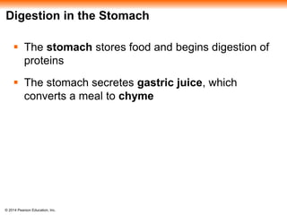 © 2014 Pearson Education, Inc.
Digestion in the Stomach
 The stomach stores food and begins digestion of
proteins
 The stomach secretes gastric juice, which
converts a meal to chyme
 