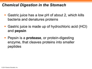 © 2014 Pearson Education, Inc.
Chemical Digestion in the Stomach
 Gastric juice has a low pH of about 2, which kills
bacteria and denatures proteins
 Gastric juice is made up of hydrochloric acid (HCl)
and pepsin
 Pepsin is a protease, or protein-digesting
enzyme, that cleaves proteins into smaller
peptides
 