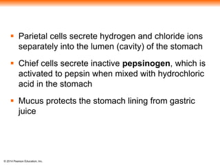 © 2014 Pearson Education, Inc.
 Parietal cells secrete hydrogen and chloride ions
separately into the lumen (cavity) of the stomach
 Chief cells secrete inactive pepsinogen, which is
activated to pepsin when mixed with hydrochloric
acid in the stomach
 Mucus protects the stomach lining from gastric
juice
 