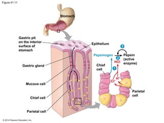 © 2014 Pearson Education, Inc.
Figure 41.11
Stomach
Gastric pit
on the interior
surface of
stomach
Gastric gland
Mucous cell
Chief cell
Parietal cell
Epithelium
Pepsinogen
Chief
cell
Pepsin
(active
enzyme)
Parietal
cell
HCl
Cl−
H+
1
2
3
 