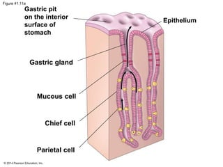© 2014 Pearson Education, Inc.
Figure 41.11a
Gastric pit
on the interior
surface of
stomach
Gastric gland
Mucous cell
Chief cell
Parietal cell
Epithelium
 