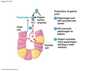 © 2014 Pearson Education, Inc.
Figure 41.11b-3
Pepsinogen
Chief
cell
Production of gastric
juice
Parietal
cell
HCl
Cl−
H+
1
1
Pepsinogen and
HCl secreted into
lumen
HCl converts
pepsinogen to
pepsin.
2
2
Pepsin
(active
enzyme)
Pepsin activates
more pepsinogen,
starting a chain
reaction.
3
3
 