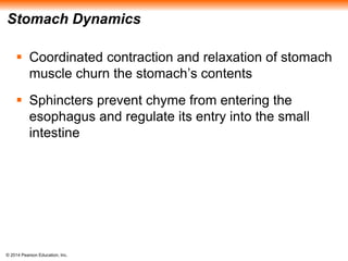 © 2014 Pearson Education, Inc.
Stomach Dynamics
 Coordinated contraction and relaxation of stomach
muscle churn the stomach’s contents
 Sphincters prevent chyme from entering the
esophagus and regulate its entry into the small
intestine
 