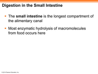 © 2014 Pearson Education, Inc.
Digestion in the Small Intestine
 The small intestine is the longest compartment of
the alimentary canal
 Most enzymatic hydrolysis of macromolecules
from food occurs here
 