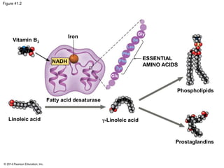 © 2014 Pearson Education, Inc.
Figure 41.2
Vitamin B3
Iron
Linoleic acid
NADH
Fatty acid desaturase
ESSENTIAL
AMINO ACIDS
Phospholipids
-Linoleic acid
Prostaglandins
Gly
Ile
Leu
Phe
Phe
Tyr
Glu
 