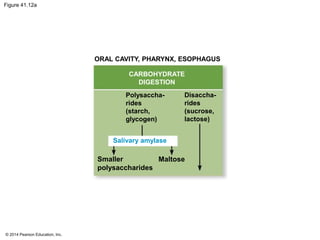 © 2014 Pearson Education, Inc.
Figure 41.12a
ORAL CAVITY, PHARYNX, ESOPHAGUS
CARBOHYDRATE
DIGESTION
Polysaccha-
rides
(starch,
glycogen)
Disaccha-
rides
(sucrose,
lactose)
MaltoseSmaller
polysaccharides
Salivary amylase
 