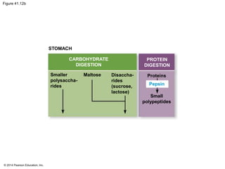 © 2014 Pearson Education, Inc.
Figure 41.12b
STOMACH
CARBOHYDRATE
DIGESTION
ProteinsDisaccha-
rides
(sucrose,
lactose)
MaltoseSmaller
polysaccha-
rides Pepsin
Small
polypeptides
PROTEIN
DIGESTION
 