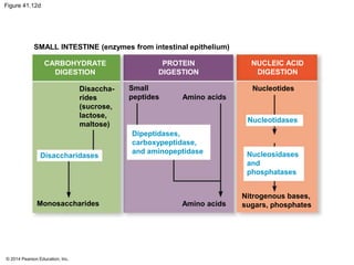 © 2014 Pearson Education, Inc.
Figure 41.12d
SMALL INTESTINE (enzymes from intestinal epithelium)
CARBOHYDRATE
DIGESTION
Disaccha-
rides
(sucrose,
lactose,
maltose)
Monosaccharides
Disaccharidases
PROTEIN
DIGESTION
NUCLEIC ACID
DIGESTION
Nucleosidases
and
phosphatases
Dipeptidases,
carboxypeptidase,
and aminopeptidase
Small
peptides
Amino acids
Nucleotides
Nucleotidases
Amino acids
Nitrogenous bases,
sugars, phosphates
 