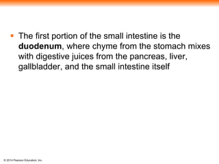 © 2014 Pearson Education, Inc.
 The first portion of the small intestine is the
duodenum, where chyme from the stomach mixes
with digestive juices from the pancreas, liver,
gallbladder, and the small intestine itself
 