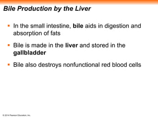 © 2014 Pearson Education, Inc.
Bile Production by the Liver
 In the small intestine, bile aids in digestion and
absorption of fats
 Bile is made in the liver and stored in the
gallbladder
 Bile also destroys nonfunctional red blood cells
 
