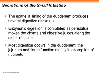 © 2014 Pearson Education, Inc.
Secretions of the Small Intestine
 The epithelial lining of the duodenum produces
several digestive enzymes
 Enzymatic digestion is completed as peristalsis
moves the chyme and digestive juices along the
small intestine
 Most digestion occurs in the duodenum; the
jejunum and ileum function mainly in absorption of
nutrients
 