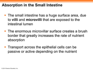 © 2014 Pearson Education, Inc.
Absorption in the Small Intestine
 The small intestine has a huge surface area, due
to villi and microvilli that are exposed to the
intestinal lumen
 The enormous microvillar surface creates a brush
border that greatly increases the rate of nutrient
absorption
 Transport across the epithelial cells can be
passive or active depending on the nutrient
 