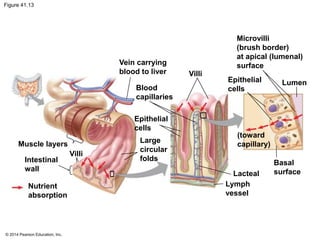 © 2014 Pearson Education, Inc.
Figure 41.13
Vein carrying
blood to liver
Blood
capillaries
Epithelial
cells
Large
circular
folds
Muscle layers
Villi
Intestinal
wall
Nutrient
absorption
Lacteal
Lymph
vessel
Villi
(toward
capillary)
LumenEpithelial
cells
Microvilli
(brush border)
at apical (lumenal)
surface
Basal
surface
 