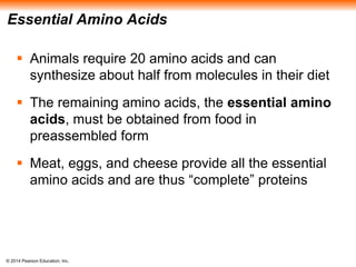 © 2014 Pearson Education, Inc.
Essential Amino Acids
 Animals require 20 amino acids and can
synthesize about half from molecules in their diet
 The remaining amino acids, the essential amino
acids, must be obtained from food in
preassembled form
 Meat, eggs, and cheese provide all the essential
amino acids and are thus “complete” proteins
 