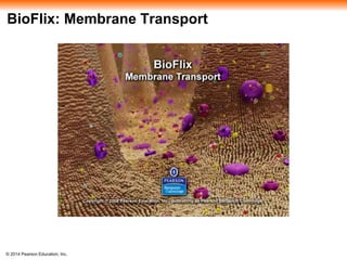 © 2014 Pearson Education, Inc.
BioFlix: Membrane Transport
 