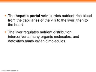 © 2014 Pearson Education, Inc.
 The hepatic portal vein carries nutrient-rich blood
from the capillaries of the villi to the liver, then to
the heart
 The liver regulates nutrient distribution,
interconverts many organic molecules, and
detoxifies many organic molecules
 