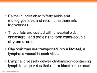 © 2014 Pearson Education, Inc.
 Epithelial cells absorb fatty acids and
monoglycerides and recombine them into
triglycerides
 These fats are coated with phospholipids,
cholesterol, and proteins to form water-soluble
chylomicrons
 Chylomicrons are transported into a lacteal, a
lymphatic vessel in each villus
 Lymphatic vessels deliver chylomicron-containing
lymph to large veins that return blood to the heart
 