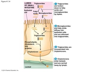 © 2014 Pearson Education, Inc.
Figure 41.14
LUMEN
OF SMALL
INTESTINE
Epithelial
cell
Triglycerides
Fatty
acids Monoglycerides
Triglycerides
Phospholipids,
cholesterol,
and
proteins
Chylomicron
Lacteal
Triglycerides
are broken
down to fatty
acids and
monoglycerides
by lipase.
Monoglycerides
and fatty acids
diffuse into
epithelial cells
and are reformed
into triglycerides.
Triglycerides are
incorporated into
chylomicrons.
Chylomicrons
enter lacteals
and are carried
away by lymph.
1
2
3
4
 