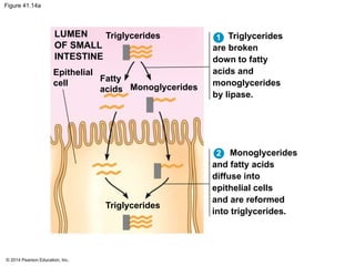 © 2014 Pearson Education, Inc.
Figure 41.14a
LUMEN
OF SMALL
INTESTINE
Epithelial
cell
Triglycerides
Fatty
acids Monoglycerides
Triglycerides
Triglycerides
are broken
down to fatty
acids and
monoglycerides
by lipase.
Monoglycerides
and fatty acids
diffuse into
epithelial cells
and are reformed
into triglycerides.
1
2
 