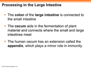 © 2014 Pearson Education, Inc.
Processing in the Large Intestine
 The colon of the large intestine is connected to
the small intestine
 The cecum aids in the fermentation of plant
material and connects where the small and large
intestines meet
 The human cecum has an extension called the
appendix, which plays a minor role in immunity
 
