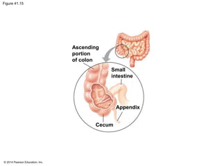 © 2014 Pearson Education, Inc.
Figure 41.15
Ascending
portion
of colon
Small
intestine
Appendix
Cecum
 