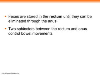 © 2014 Pearson Education, Inc.
 Feces are stored in the rectum until they can be
eliminated through the anus
 Two sphincters between the rectum and anus
control bowel movements
 
