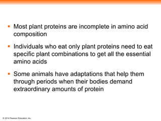 © 2014 Pearson Education, Inc.
 Most plant proteins are incomplete in amino acid
composition
 Individuals who eat only plant proteins need to eat
specific plant combinations to get all the essential
amino acids
 Some animals have adaptations that help them
through periods when their bodies demand
extraordinary amounts of protein
 
