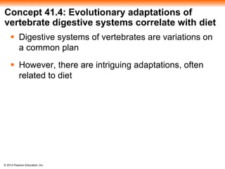 © 2014 Pearson Education, Inc.
Concept 41.4: Evolutionary adaptations of
vertebrate digestive systems correlate with diet
 Digestive systems of vertebrates are variations on
a common plan
 However, there are intriguing adaptations, often
related to diet
 