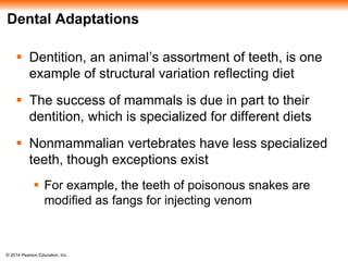 © 2014 Pearson Education, Inc.
Dental Adaptations
 Dentition, an animal’s assortment of teeth, is one
example of structural variation reflecting diet
 The success of mammals is due in part to their
dentition, which is specialized for different diets
 Nonmammalian vertebrates have less specialized
teeth, though exceptions exist
 For example, the teeth of poisonous snakes are
modified as fangs for injecting venom
 