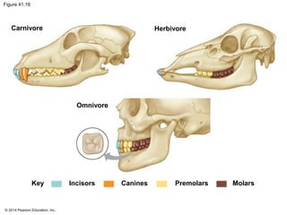 © 2014 Pearson Education, Inc.
Figure 41.16
Carnivore Herbivore
Omnivore
Key Incisors Canines Premolars Molars
 